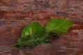 Kafir lime leaves - addition for Asian cuisine Royalty Free Stock Photo