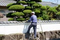 Japanese gardener pruning a garden tree