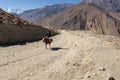 Horse rider in the Himalayas