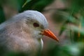 Kagu bird, Rhynochetos jubatus, crested, long-legged, and bluish-grey bird endemic mountain forests of New Caledonia. Detail close