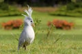 Kagu is a crested, long-legged, and bluish-grey bird endemic to the dense mountain forests of New Caledonia