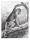 Kahau or proboscis monkey Nasalis larvatus, vintage engraving
