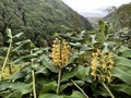 Kahili ginger or ginger lily (lat.- Hedychium gardnerianum