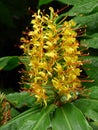 Kahili ginger or Hedychium gardnerianum flowers after rain detail