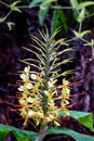 Kahili Ginger Hedychium gardnerianum