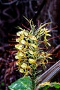 Kahili Ginger Hedychium gardnerianum