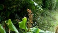 Kahili ginger wilted faded flower. Hedychium gardnerianum