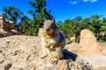 Kaibab squirrel at the Grand Canyon, in northern Arizona, USA Royalty Free Stock Photo