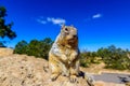 Kaibab squirrel at the Grand Canyon, in northern Arizona, USA Royalty Free Stock Photo