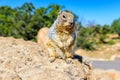 Kaibab squirrel at the Grand Canyon, in northern Arizona, USA Royalty Free Stock Photo