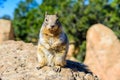 Kaibab squirrel at the Grand Canyon, in northern Arizona, USA Royalty Free Stock Photo