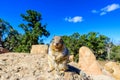 Kaibab squirrel at the Grand Canyon, in northern Arizona, USA Royalty Free Stock Photo