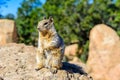 Kaibab squirrel at the Grand Canyon, in northern Arizona, USA Royalty Free Stock Photo