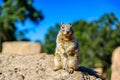 Kaibab squirrel at the Grand Canyon, in northern Arizona, USA Royalty Free Stock Photo