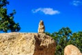 Kaibab squirrel at the Grand Canyon, in northern Arizona, USA Royalty Free Stock Photo