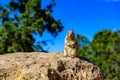 Kaibab squirrel at the Grand Canyon, in northern Arizona, USA Royalty Free Stock Photo
