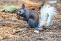 Kaibab Squirrel