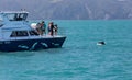Tour boat watches Dusky dolphin Lagenorhynchus obscurus jumping out of the water near Kaikoura, New Zealand. Royalty Free Stock Photo
