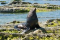 Kaikoura seal sitting on the rock East coast of South Island Royalty Free Stock Photo