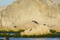 Kaikoura twisted rock layers Royalty Free Stock Photo