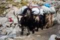 Yak Himalayas mountain Tibet