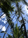 Kaimana Beach Palm Trees