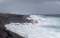 Azure wave crashes on black lava coast at Kaimu Beach, Hawaii, USA Royalty Free Stock Photo