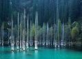 Kaindy Lake with birches in Tien Shan mountain, Akmaty, Kazakhstan. Royalty Free Stock Photo