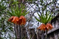 Kaiser`s crown big orange inflorescence grow in abandoned wild overgrown countryside yard, understanding beauty of wild nature