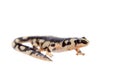 Kaiser's spotted newt on white Royalty Free Stock Photo