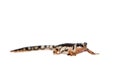 Kaiser's spotted newt on white Royalty Free Stock Photo