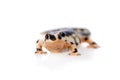 Kaiser's spotted newt on white Royalty Free Stock Photo