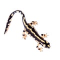 Kaiser's spotted newt on white Royalty Free Stock Photo