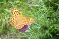 Kaisermantel butterfly sits on a pink flower, Germany