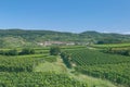 Kaiserstuhl Wine Region,Black Forest,Germany Royalty Free Stock Photo