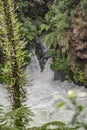 The Kaituna in flood Royalty Free Stock Photo