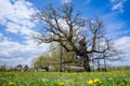 Kaive Oak - the thickest tree in Latvia and in all Baltic States Royalty Free Stock Photo