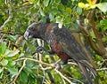 Kaka Bird at Glenfern Bird Sanctuary, Great Barrier Island, NZ