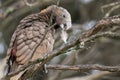 Kaka bird perches on branch with feather in beak