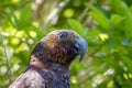 Kaka Brown Parrot Face And Eyes Royalty Free Stock Photo