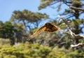 Kaka Brown Parrot Flying In Sun With Feathers Showing Royalty Free Stock Photo