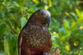 Kaka Brown Parrot Royalty Free Stock Photo