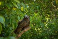 Kaka Brown Parrot Scratching Head Royalty Free Stock Photo