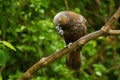 Kaka - Nestor meridionalis - endemic parakeet living in forests of New Zealan