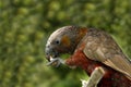 Kaka parrot Royalty Free Stock Photo