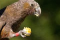 Kaka parrot eating corn