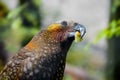 Kaka parrot eating a fruit in New Zealand