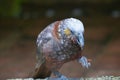 Kaka parrot eating with food in claw