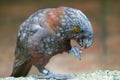 Kaka parrot eating with food in claw