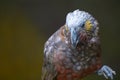 Kaka parrot eating with food in claw